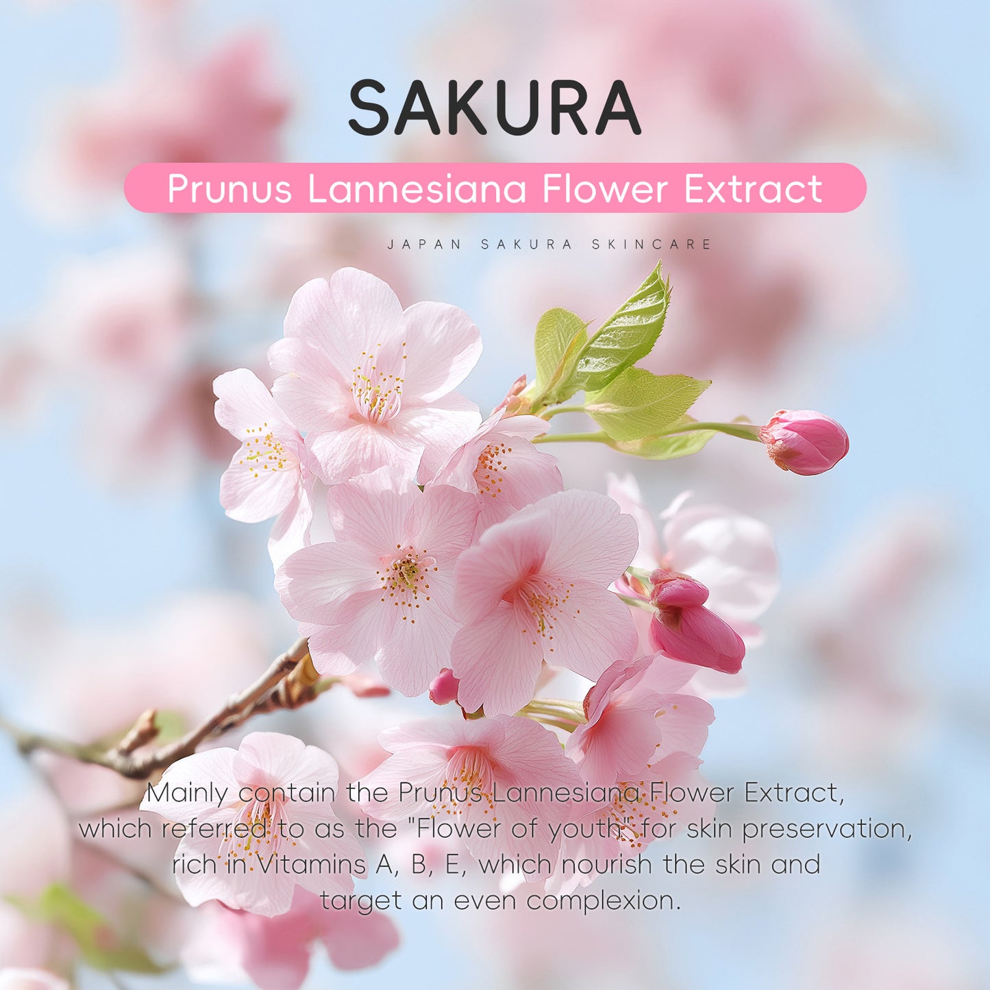 DR Japan Sakura Refreshing Toner